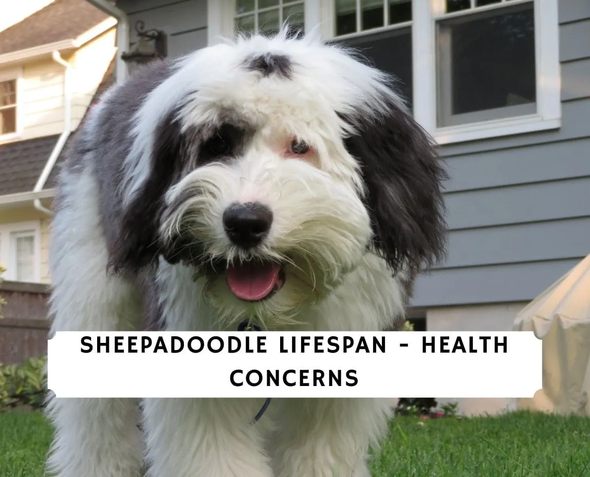 Average Lifespan of Female Sheepadoodles