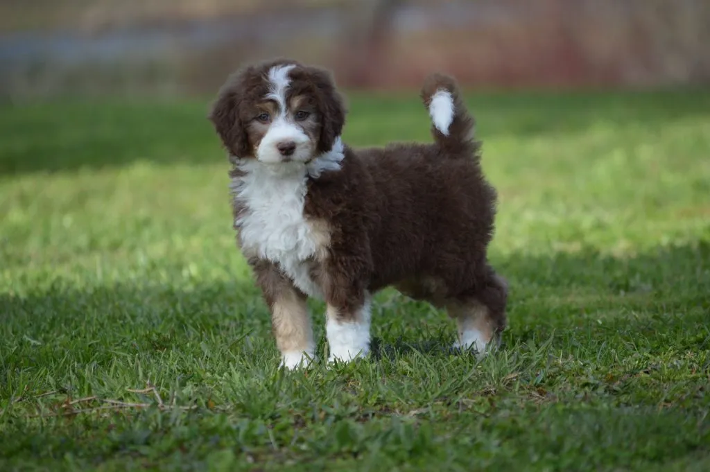 Budgeting for a Reverse Sheepadoodle