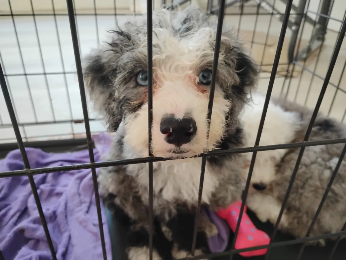 Designer Doodles: Aussiedoodle & Sheepadoodle