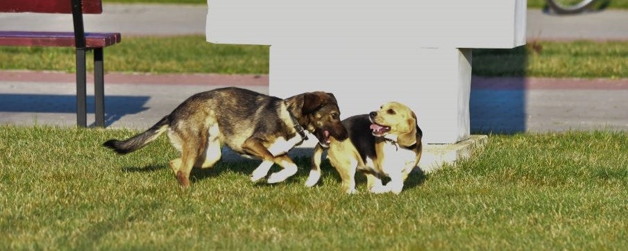 Dog Breed Physical Characteristics