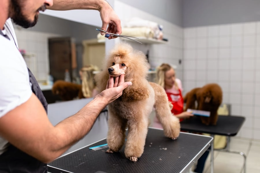 Dog Grooming and Maintenance Tips