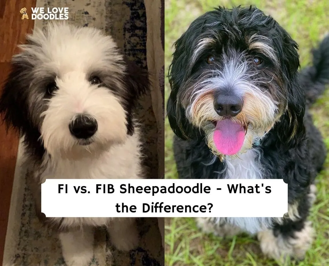 F1b Sheepadoodle vs F1 Sheepadoodle