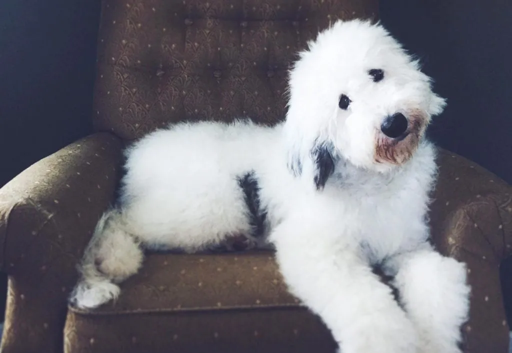 F2 Sheepadoodle Traits and Characteristics