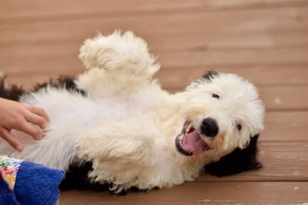 Family-Friendly Sheepadoodle Lifestyle