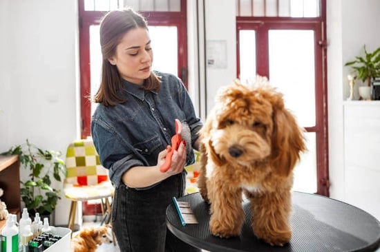 Grooming Options: Professional vs At-Home