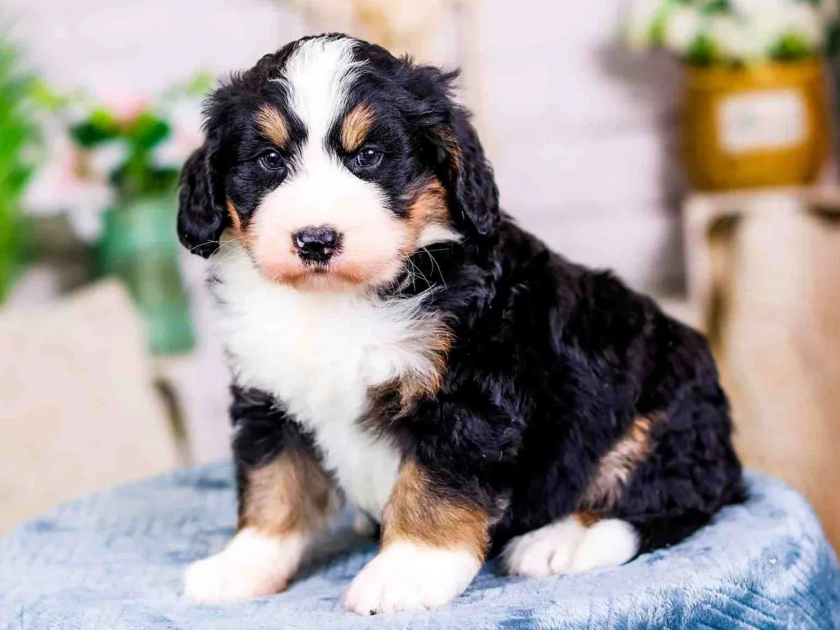 How to Choose a Sheepadoodle Your Complete Guide to Breeders Temperament and Care