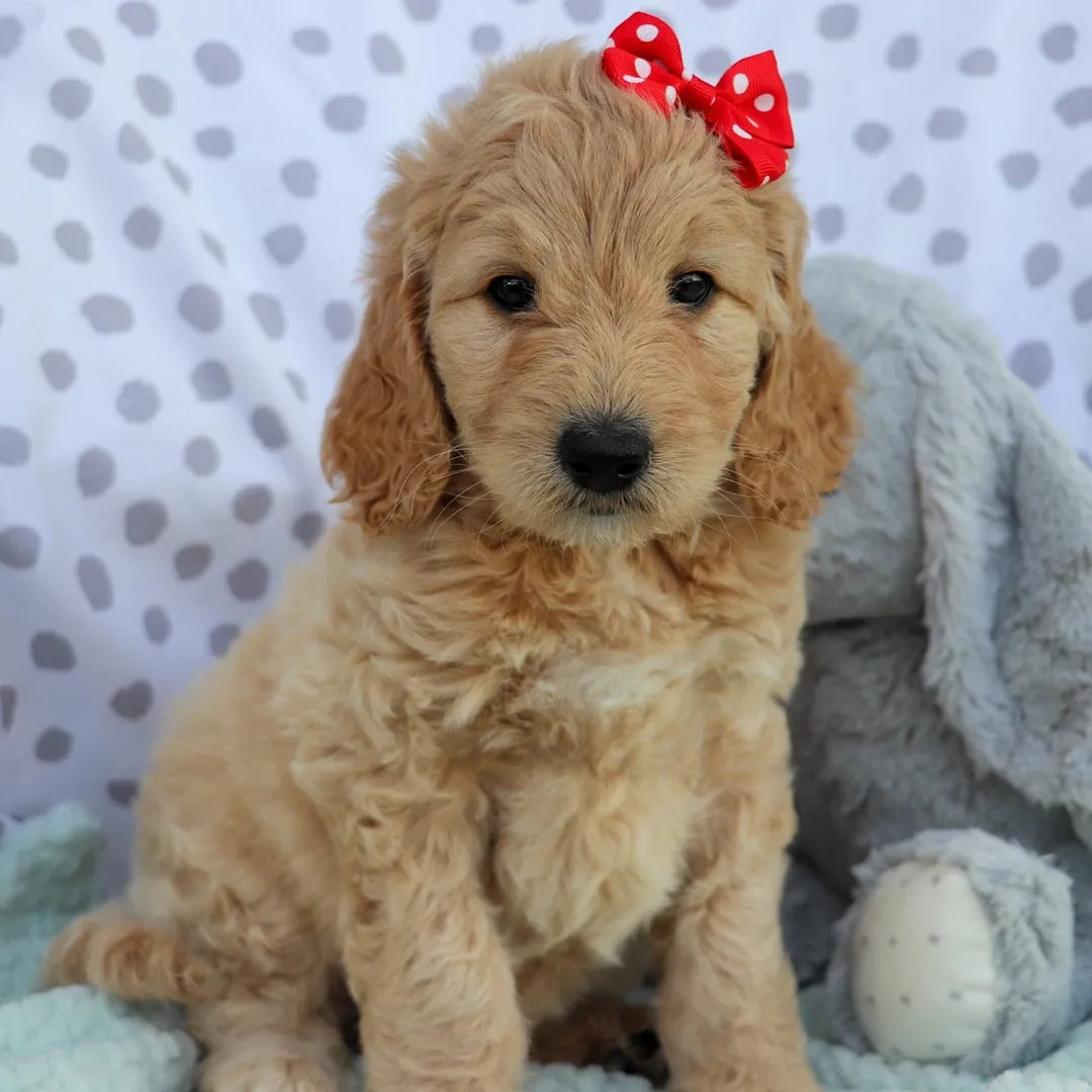 Mini Sheepadoodle Breeders Guide
