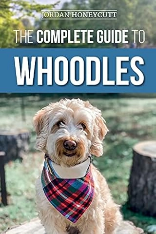 Mini Sheepadoodle Care Guide