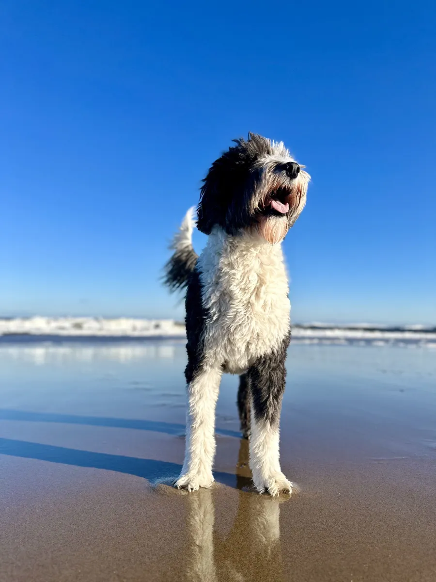 Mini Sheepadoodle Health Issues