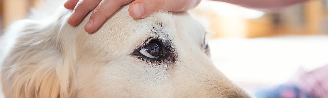 Pet Health and Preventive Care