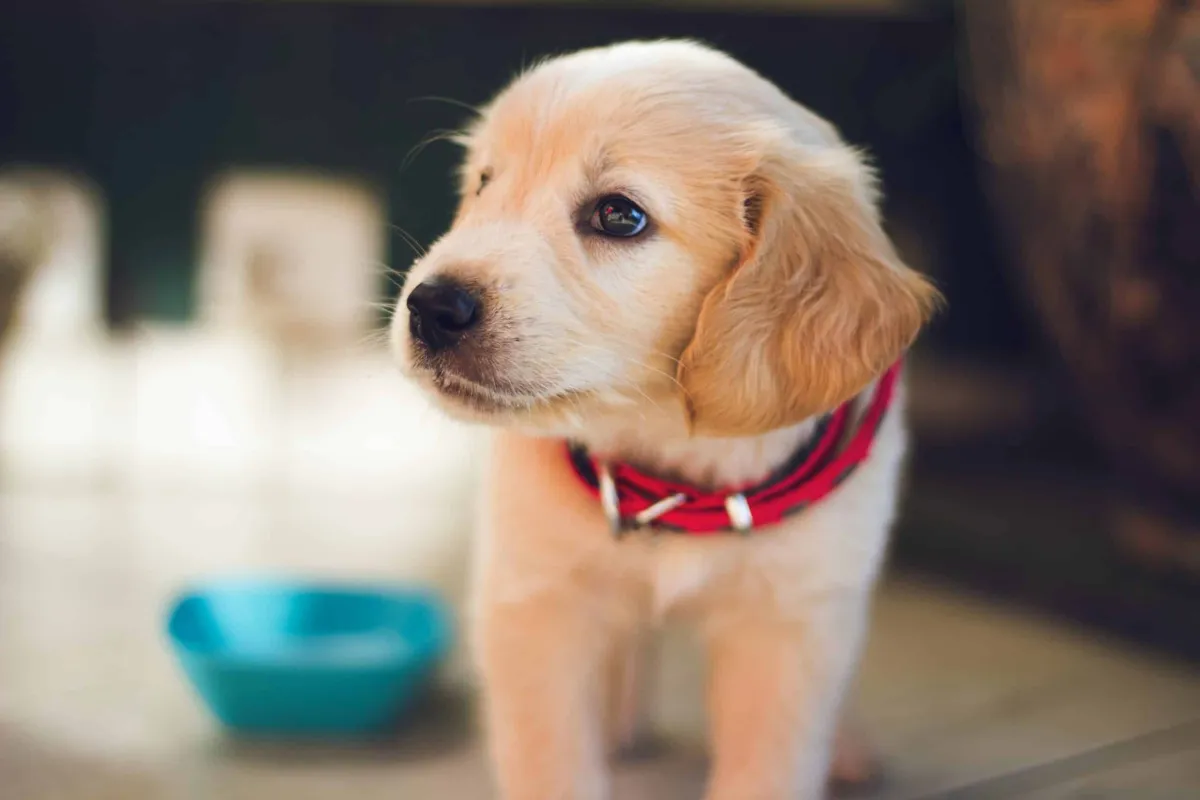 Puppy Breeder Customer Feedback