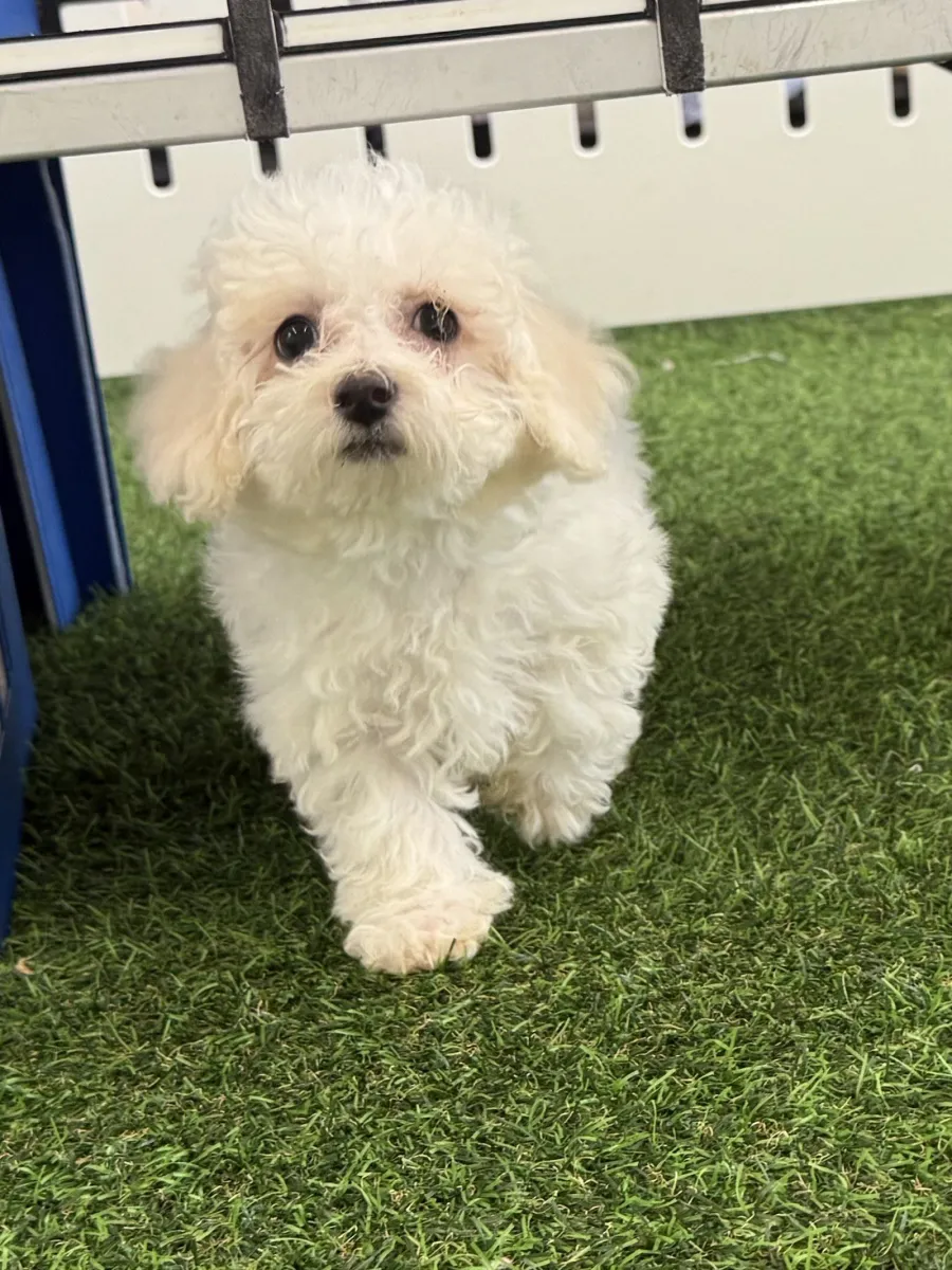 Puppy Pricing and Availability