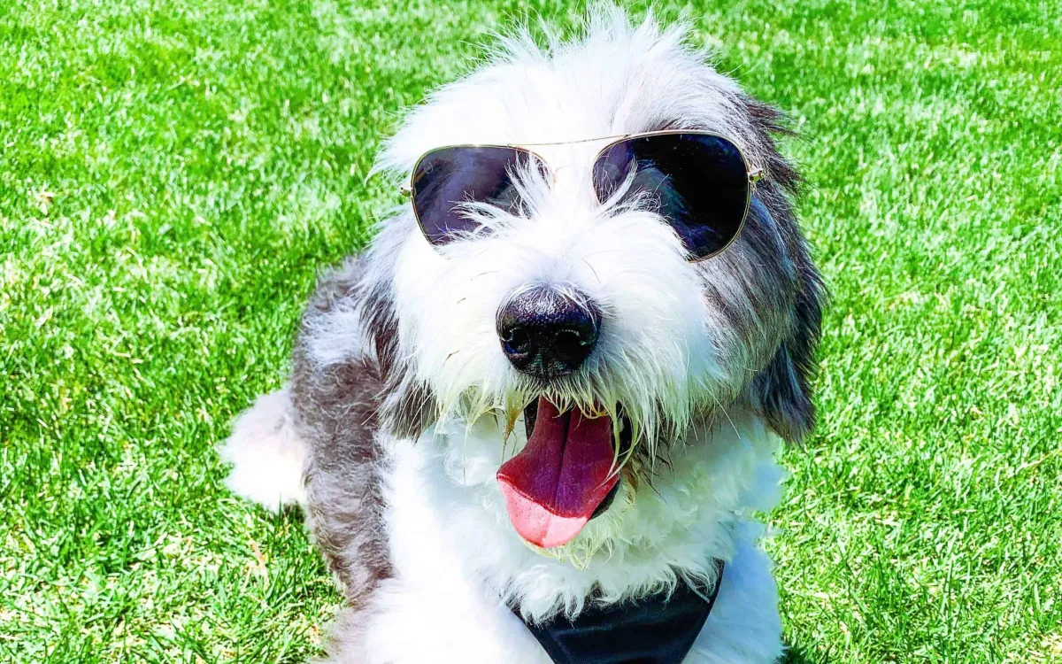 F1 Sheepadoodle vs F1B Sheepadoodle | Key Differences Explained