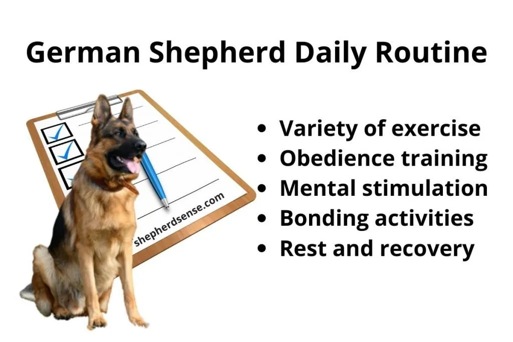 Sheepadoodle German Shepherd exercise needs