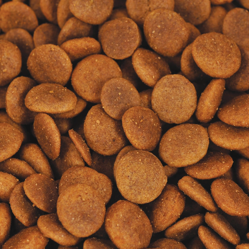 Sheepadoodle Nutrition Guide