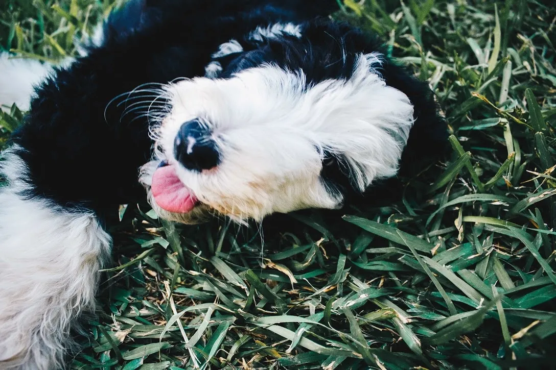 Sheepadoodle benefits in Texas