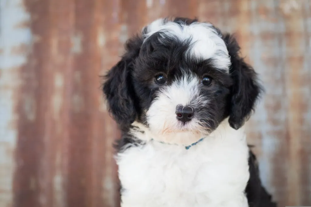 What Breed Is a Sheep Sheepadoodle? Complete Guide to This Poodle Mix