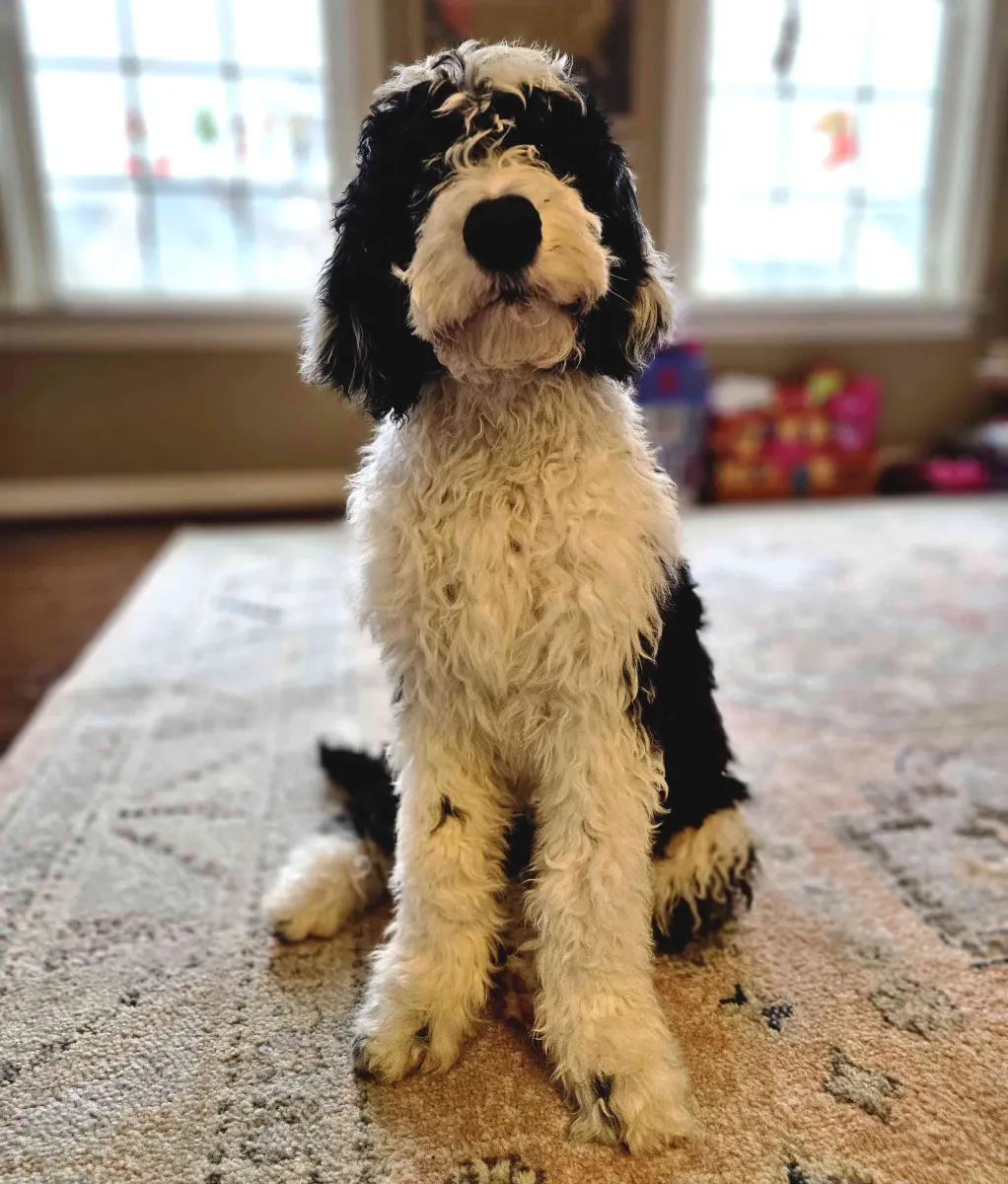 Sheepadoodle Breed Mix | Traits, Care & Ideal Owners Guide