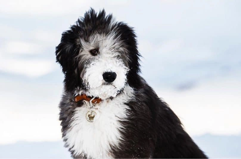 Sheepadoodle exercise needs