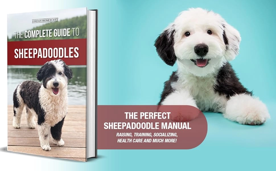 How to Groom a Sheepadoodle Face Step by Step Guide