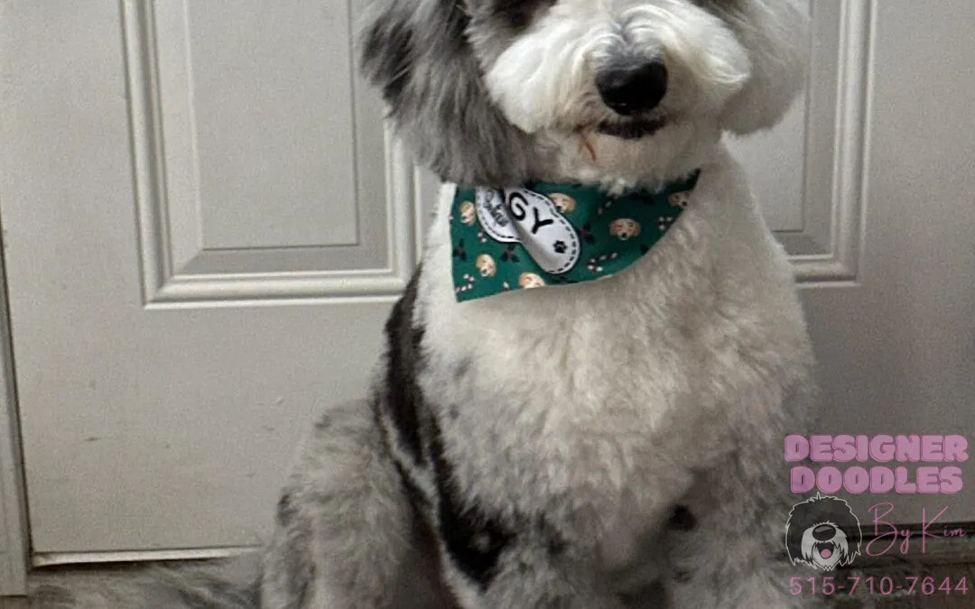 Sheepadoodle grooming costs 2025
