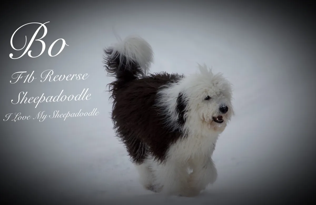 Best Grooming Tools for Sheepadoodles 2025 | Top Picks for Healthy Coats