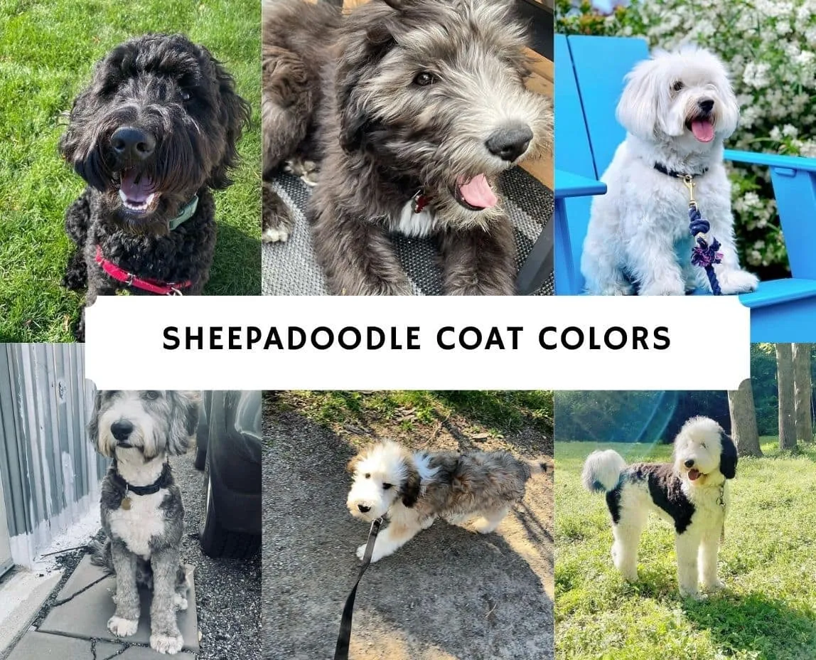 Sheepadoodle Coat Care Guide | Tips for a Healthy, Mat-Free Coat