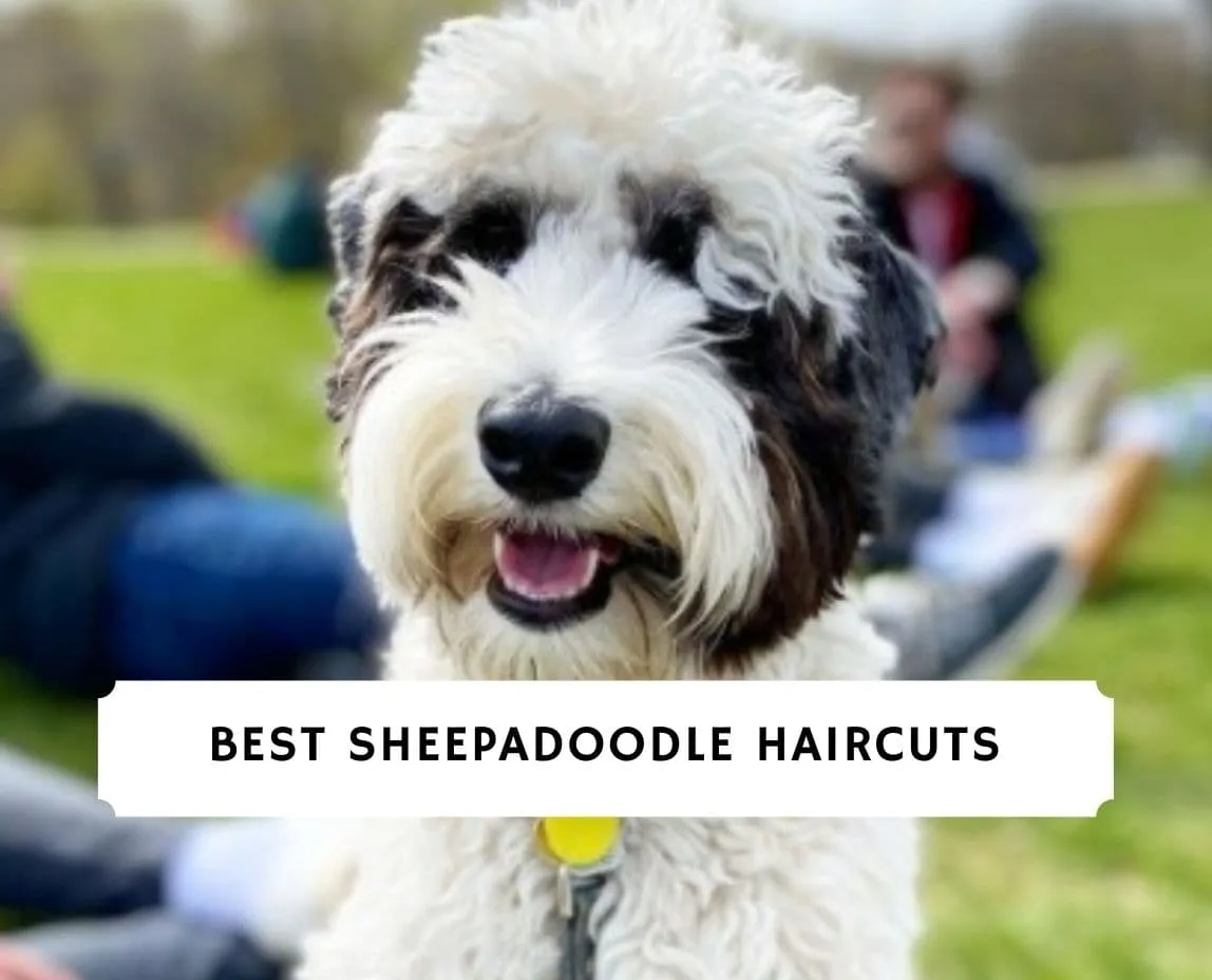 Sheepadoodle haircut styles guide