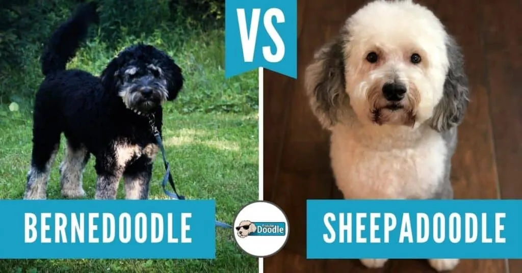 Sheepadoodle haircut styles