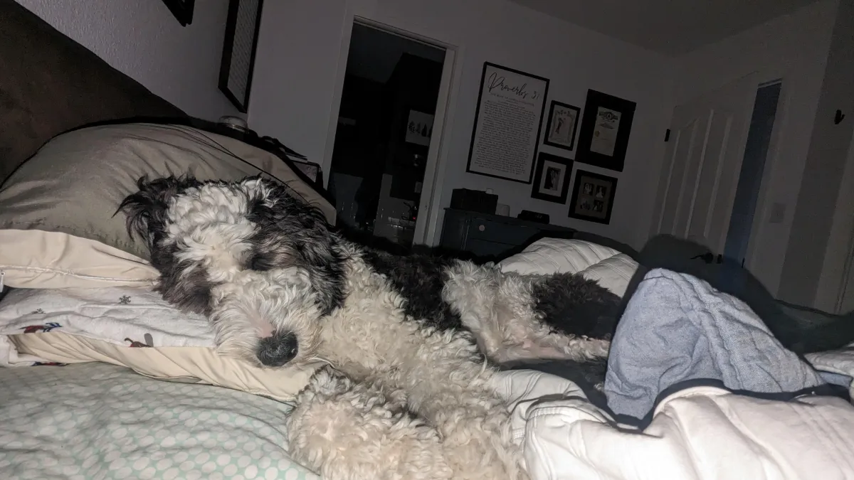 Sheepadoodle owner experiences
