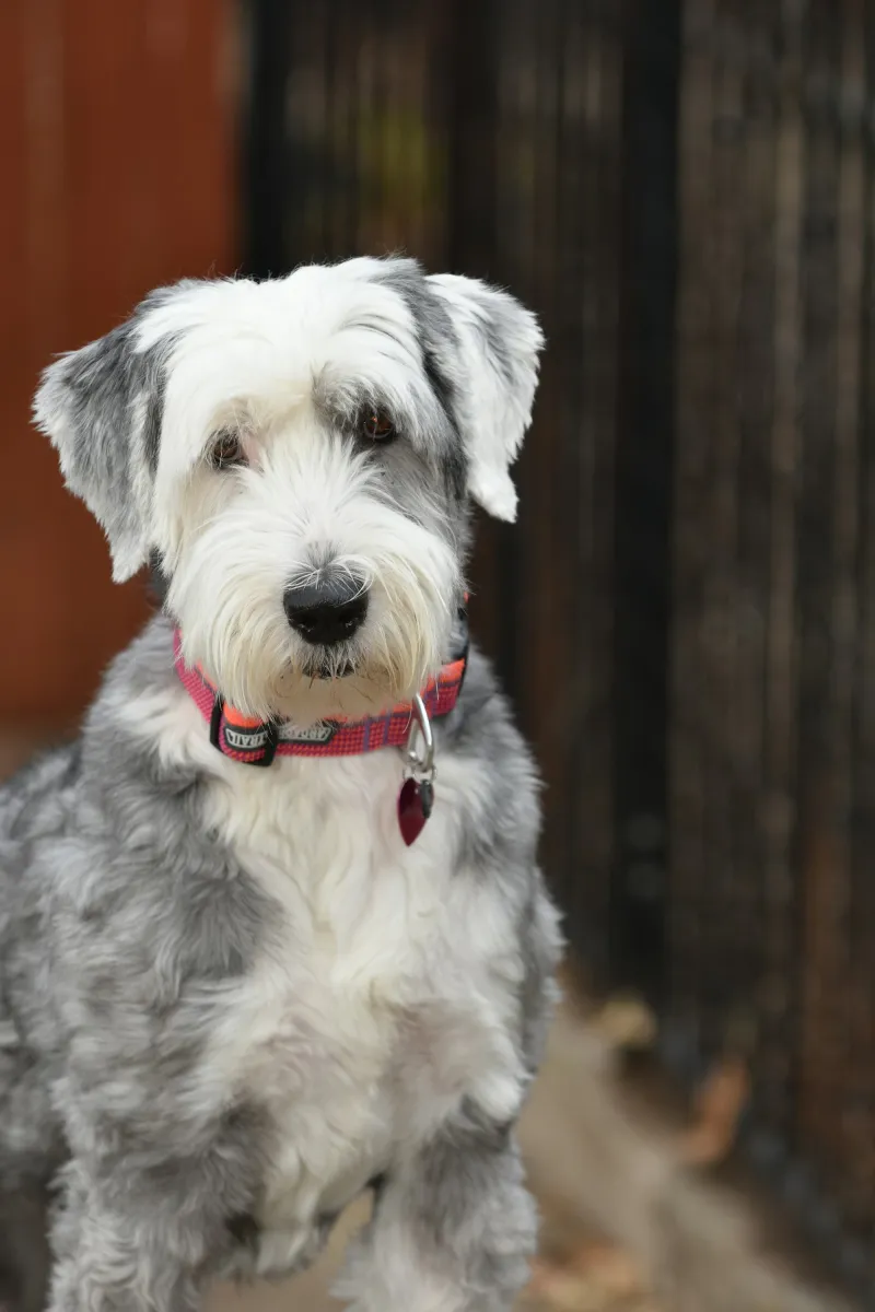 Sheepadoodle Cost in India 2025 | Price Guide & Buying Tips