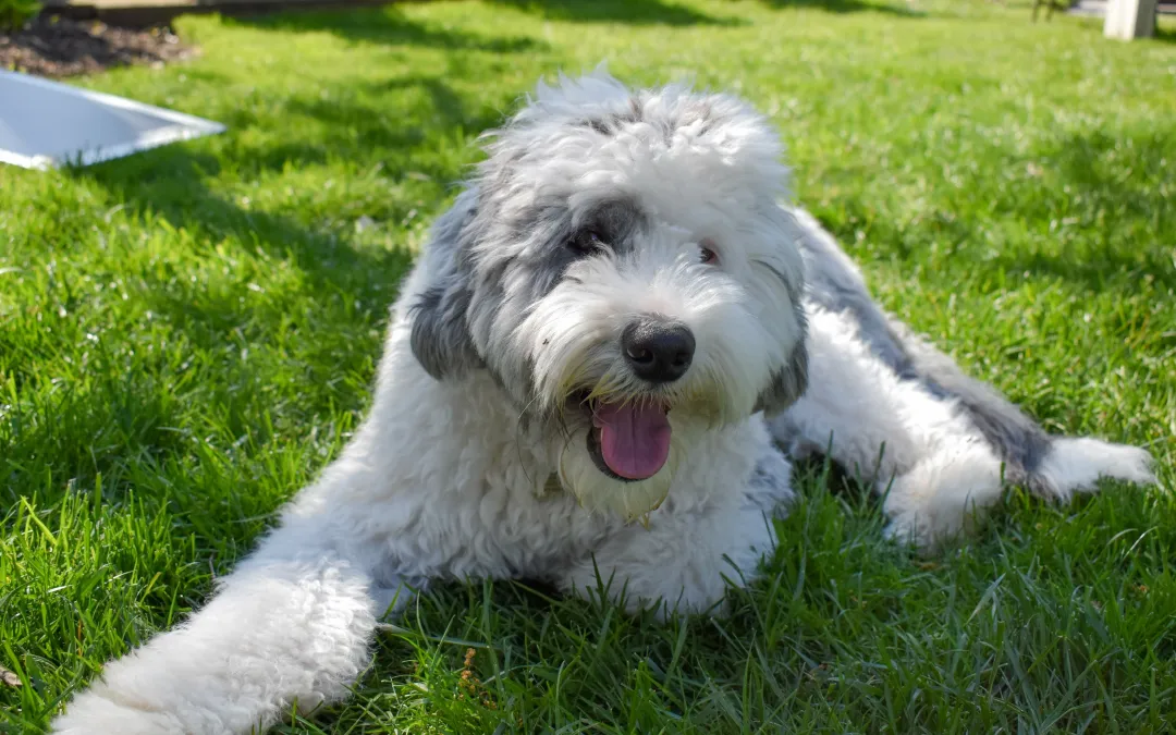 Sheepadoodle temperament traits
