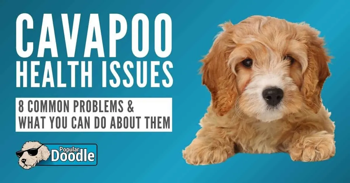 Sheepadoodle thyroid health issues
