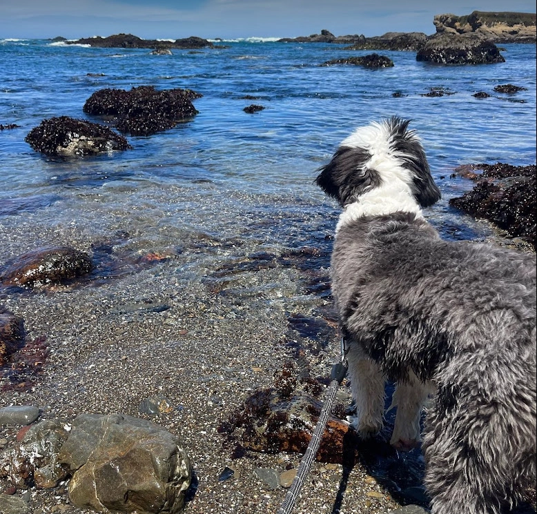 How to Crate Train Your Sheepadoodle | Step-by-Step Guide
