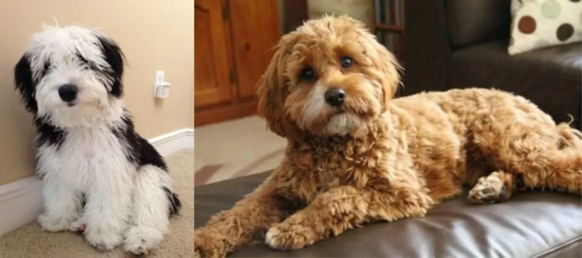 Sheepadoodle vs Cavapoo Comparison
