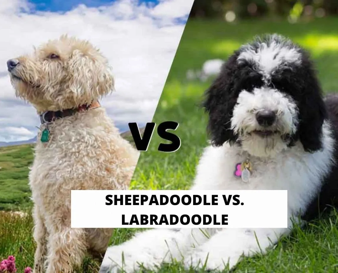 Sheepadoodle vs Labrador Retriever
