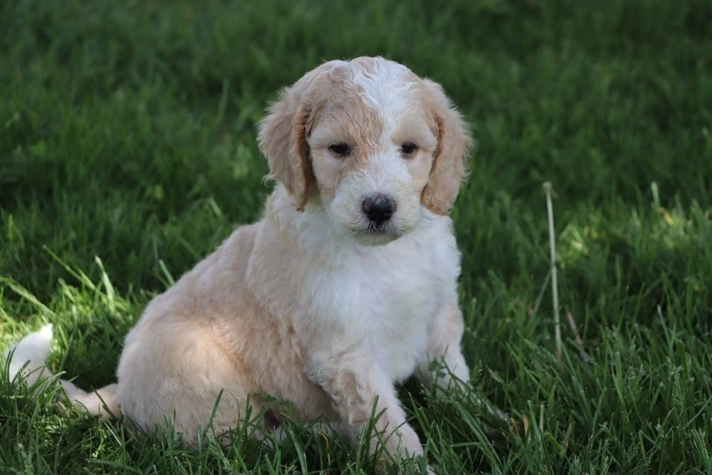 Sheepadoodle vs Saint Berdoodle Grooming