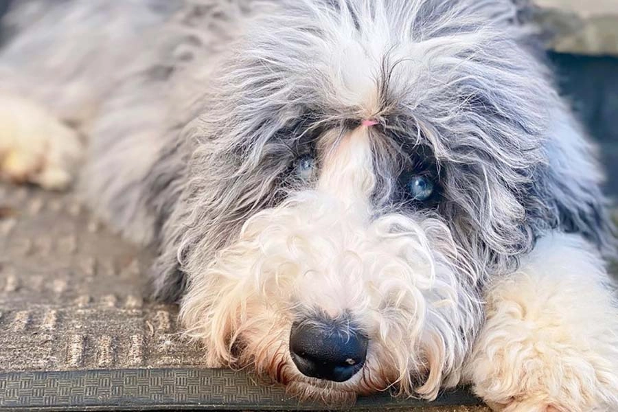 Are Sheepadoodles Hard to Train? Expert Tips for Success