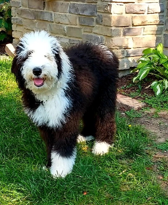 How Often to Groom a Sheepadoodle for a Healthy Coat