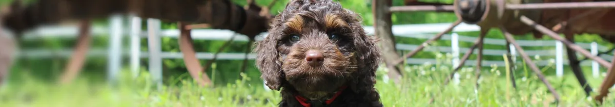 Labradoodle vs Sheepadoodle | Key Differences for Pet Owners