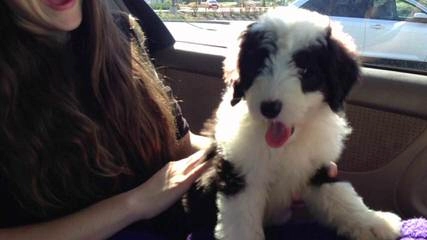 Metz Family Sheepadoodles Wisconsin Trusted Breeder of Hypoallergenic Family Puppies