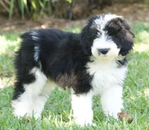 Mini Sheepadoodle Cost 2025 | Price Guide & Budget Tips