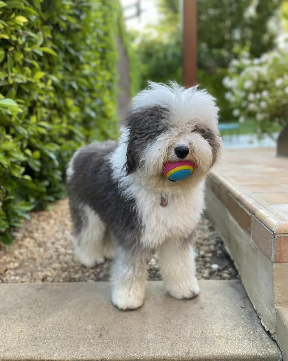 Mini Sheepadoodle Dog Breed | Complete Guide to This Adorable Hybrid