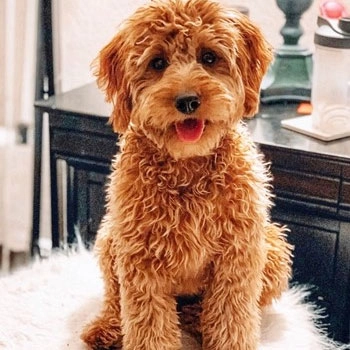Mini Sheepadoodle vs Standard Sheepadoodle Size Temperament and Care Comparison Guide
