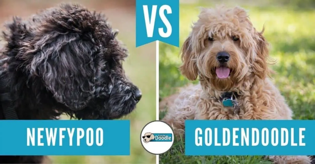 Newfypoo vs Sheepadoodle Comparison Guide Size Temperament Grooming and More