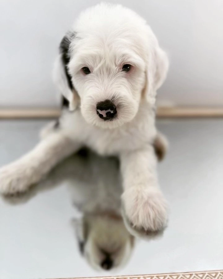 Old English Sheepdog vs Sheepadoodle | Key Breed Differences Explained