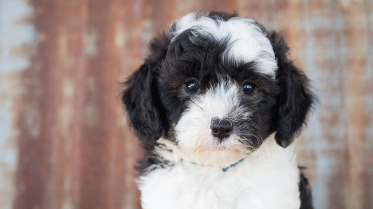 Portuguese Water Dog vs Sheepadoodle Comparison Guide Temperament Size Grooming