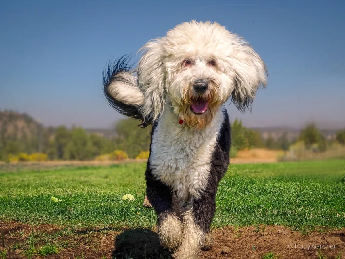 Sheepadoodle Adoption Guide | Find Rescues & Costs Easily