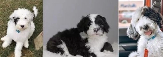 Sheepadoodle Adoption in California | Find Your Perfect Pup