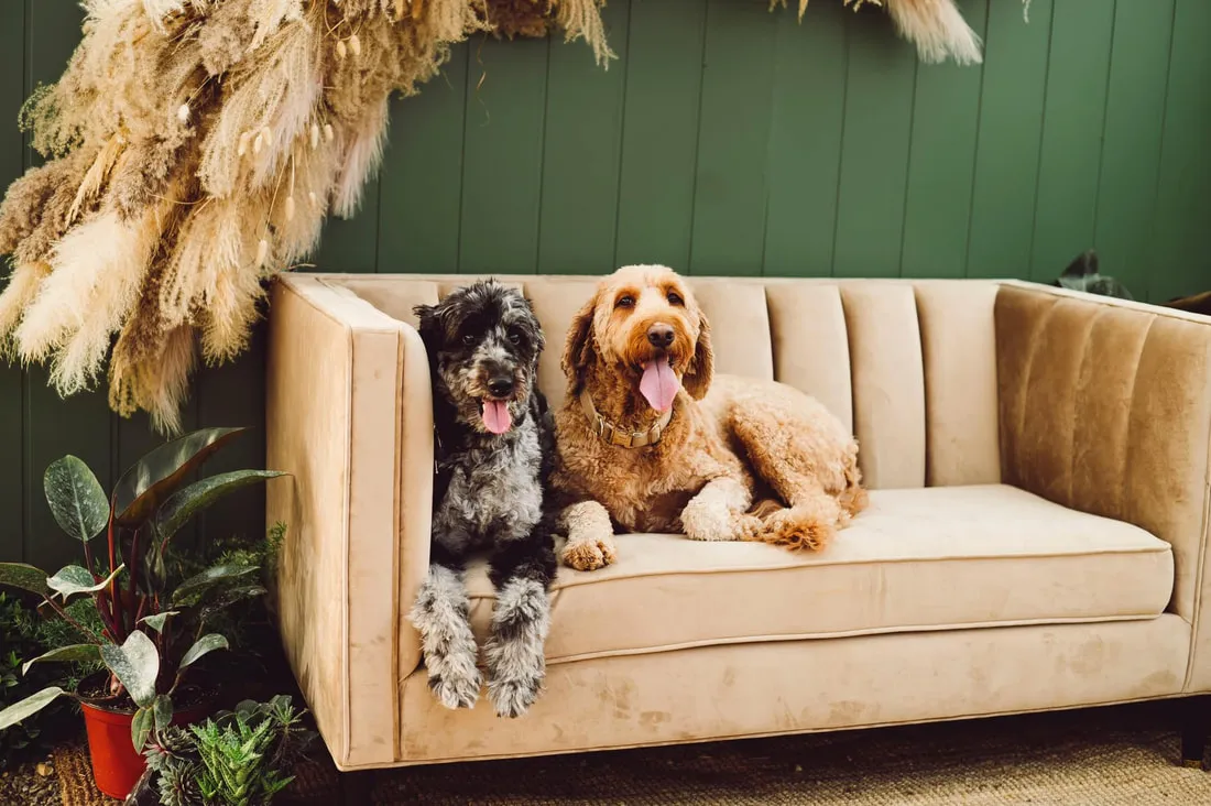 Sheepadoodle Adoption Michigan Guide Find Local Puppies Rescues and Breeders